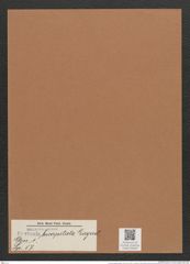 Navicula bicaptitata Lagerst. (de-Toni-Nr.: Genus 1, Species 57) Zeichnungen Sammlung Grunow Mappe 00049 (Herbarium_W_Grunow_drawings_Folder_00049)